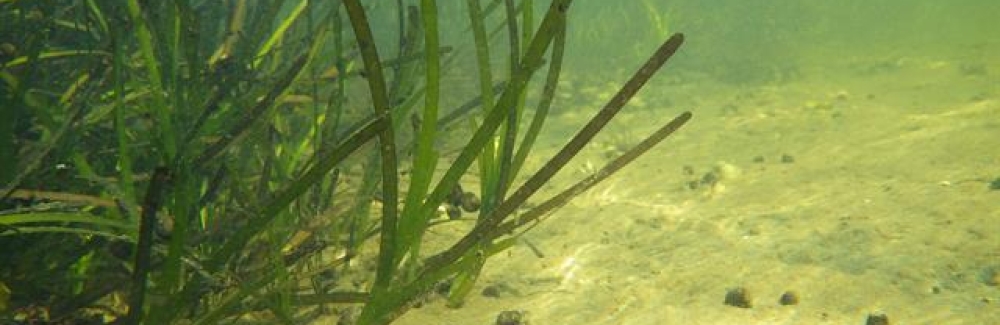 Eelgrass
