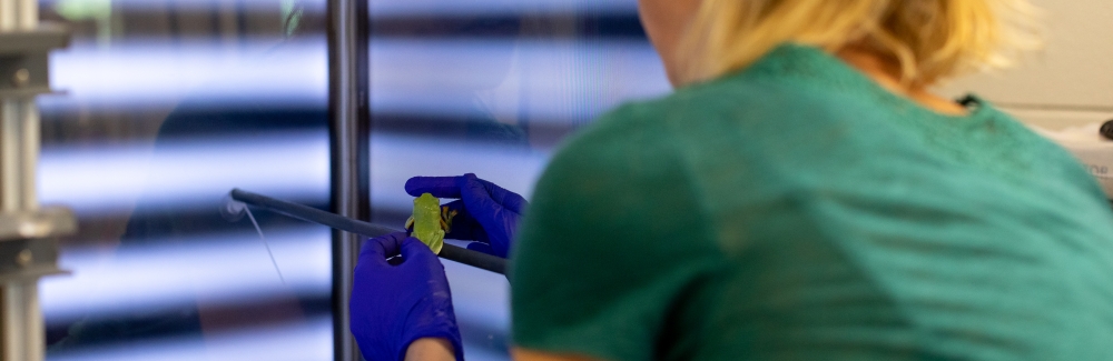 MBL Grass fellow Andrea Gaede with her research organisms - a green tree frog - in the 2024 Grass Lab at the Marine Biological Laboratory (MBL) in Woods Hole, MA. 2024, Credit: Dee Sullivan