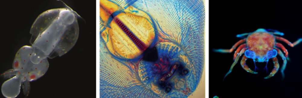 Examples of Development covers featuring images taken by students during the Woods Hole Embryology Course. These images were selected by readers of the Node, and this initiative ran from 2011 to 2017.
