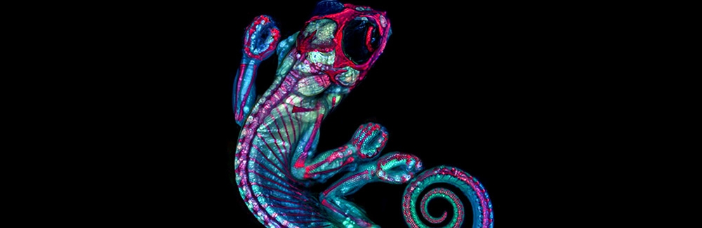 chameleon