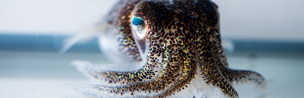 Euprymna berryi, hummingbird bobtail squid