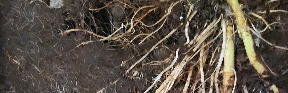 roots