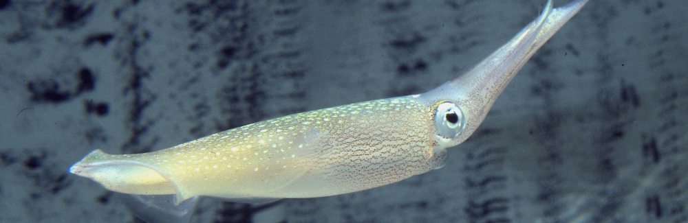 squid