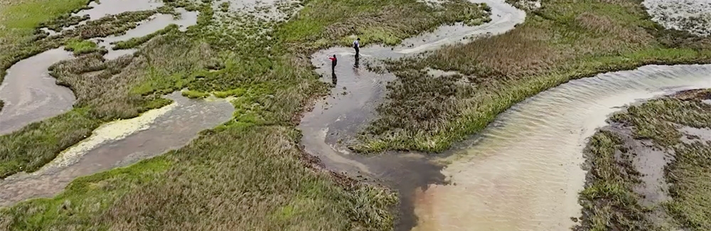 drone marsh