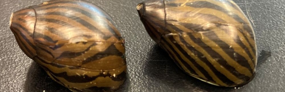 snails