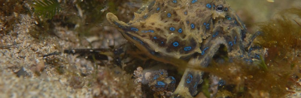 blue-ringed octopus