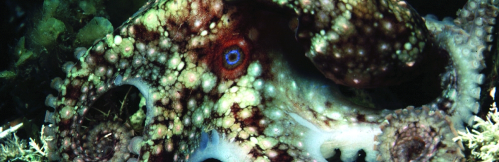 octopus