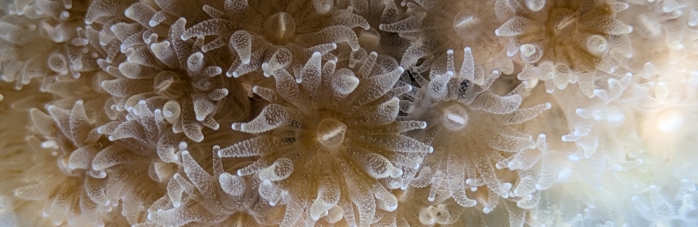coral