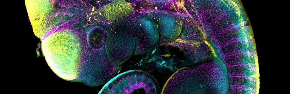 mouse embryo