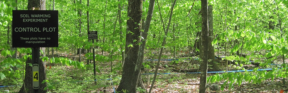 harvard forest