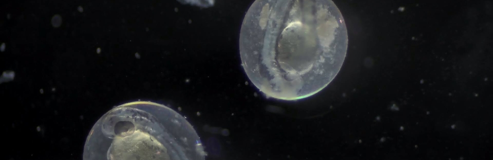 zebrafish embryos