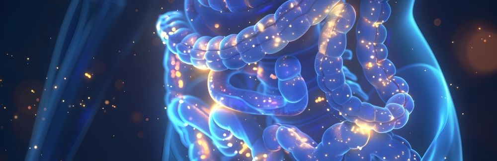human gut