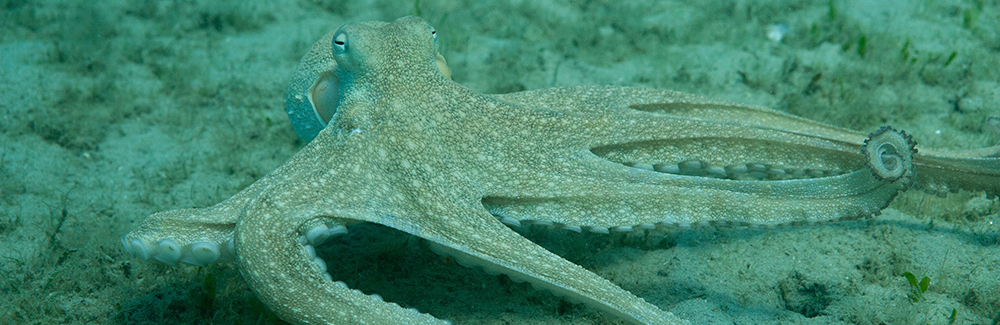 octopus americanus