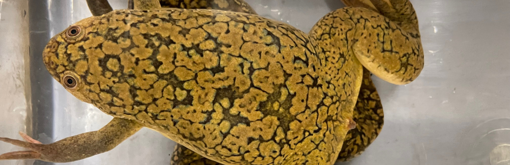 image of frog. head to the left. front legs out. back legs out. in a tank