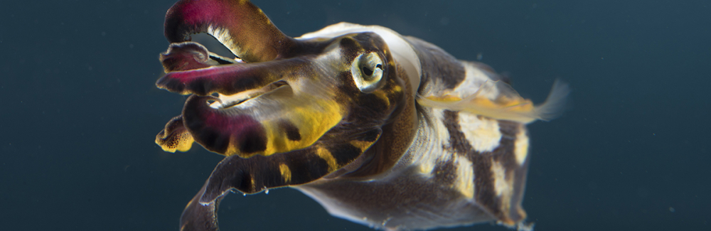 A flamboyant cuttlefish with brown, red and yellow arms.