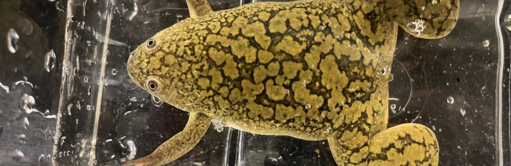 Green and brown spotted frog in tank.