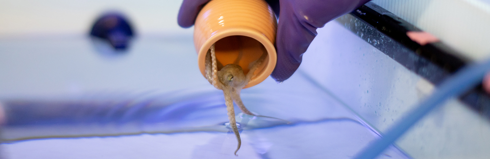 An octopus in a container being let into a tank.