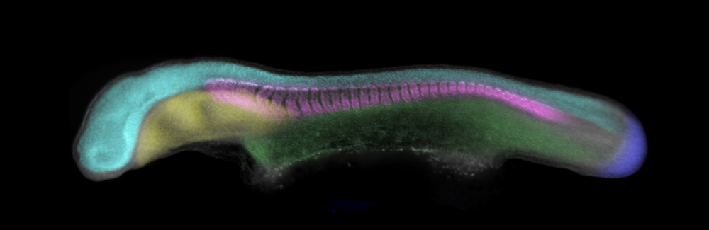 A neurula-stage skate (Leucoraja erinacea) embryo, with embryonic germ layers false-colored. Tissues shown here include the neural tube (cyan), endoderm (yellow), paraxial mesoderm (magenta), lateral plate mesoderm (green) and tailbud (blue). 
