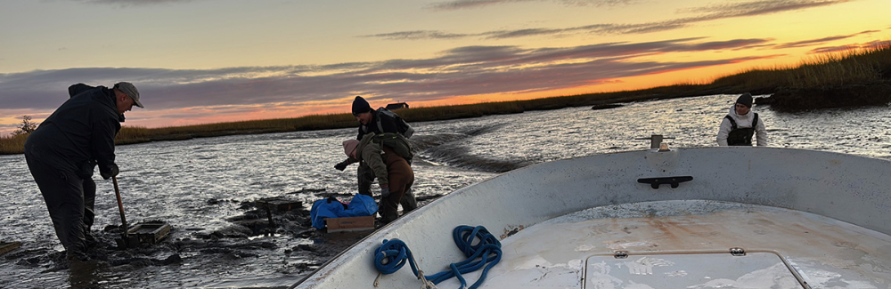 People harvest clam boxes during sunrise low tide, with boat in foreground.