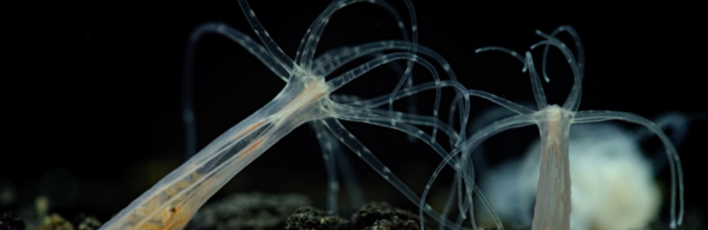 This photo shows two sea anemones interacting underwater.