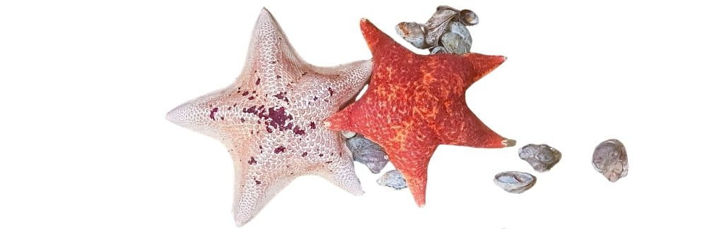 Bat sea stars on a white background