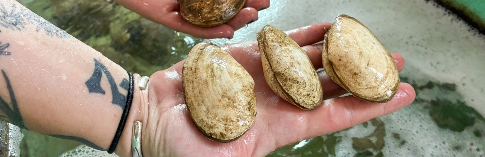 A handful of clams