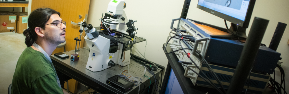 This photo shows a course participant in Neurobiology course looking at this microscopy photo on a computer.