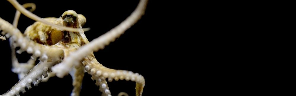 Octopus on black background
