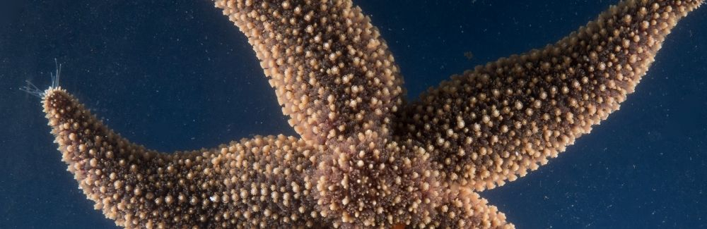 Sea star on blue background