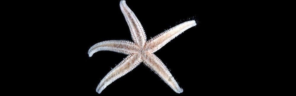 Sea star on black background