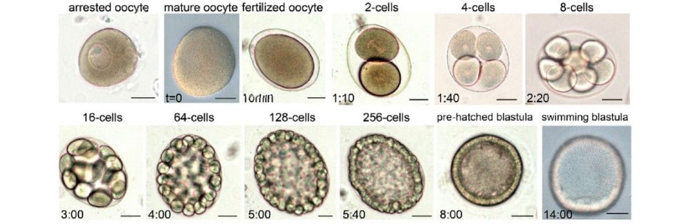 A series of microscopy images showing sea star development.