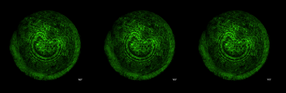 This photo shows three side-by-side microscopy photos (all the same) of a green zebrafish membrane.