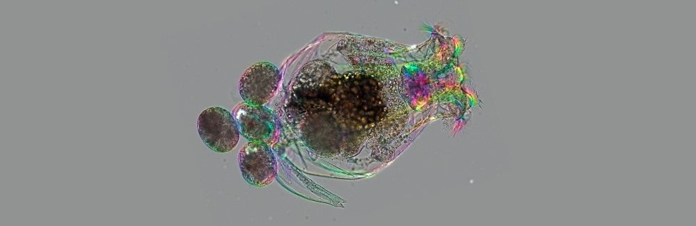 A rotifer under the microscope with an egg