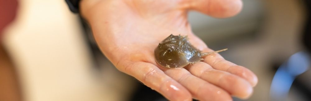 Baby horseshoe crab in a scientists hand