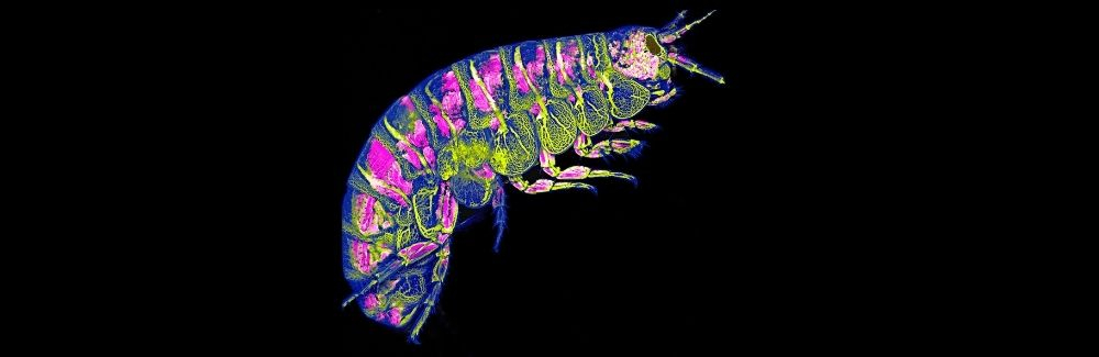 Fluorescent beach hopper on black background