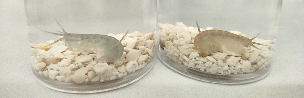 Parhyale in glass tubes.