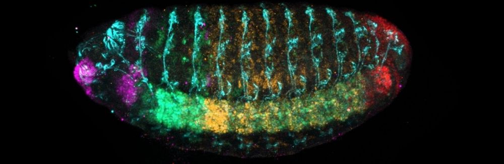 A microscopy image on a black background 