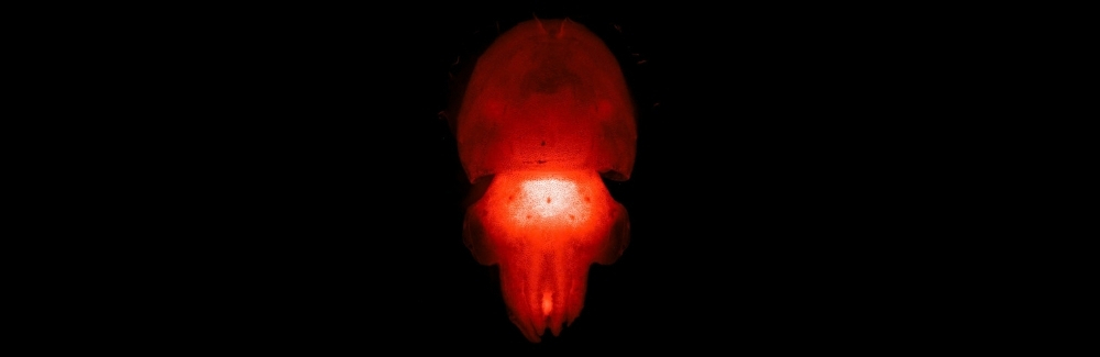 A glowing cuttlefish 
