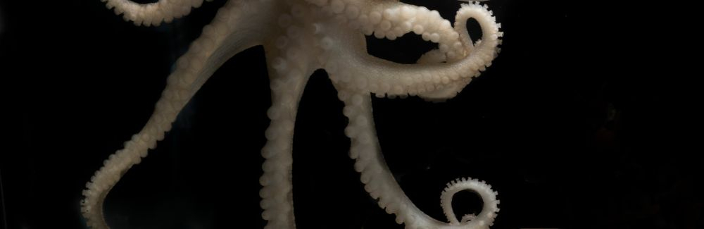 Octopus