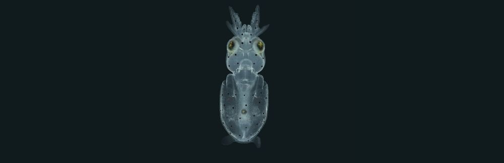 Squid