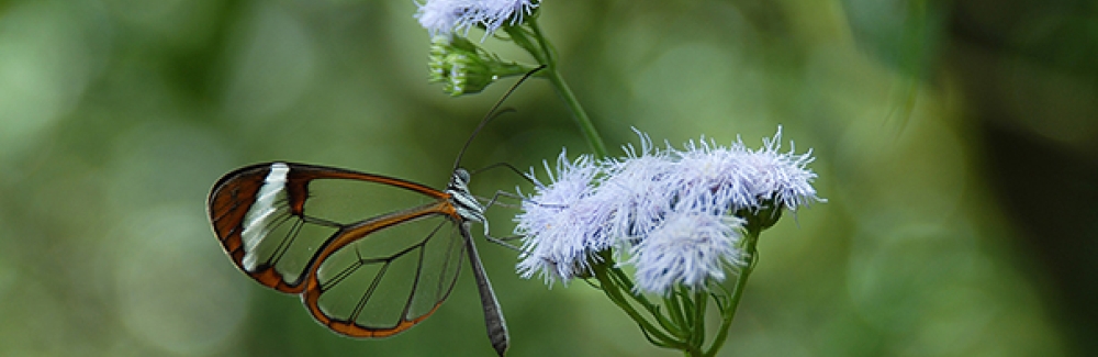 A glasswing butterfly feeding at flowers in Costa Rica.