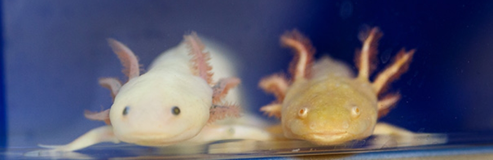 Axolotls with natural differences in pigmentation in Karen Echeverri’s MBL laboratory.