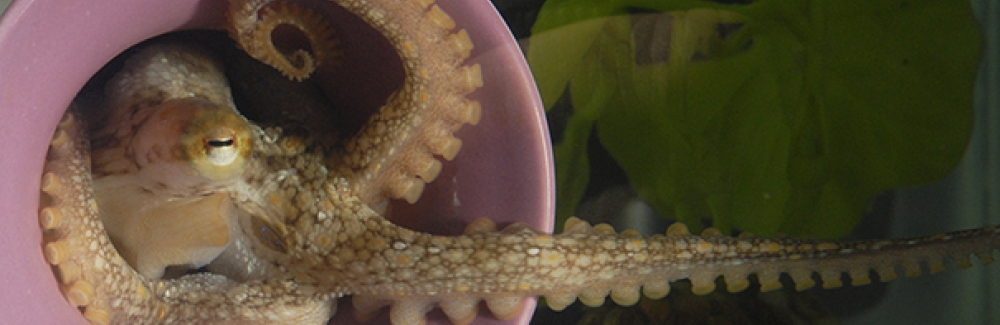 A California two-spot octopus extends a sucker-lined arm from its den.