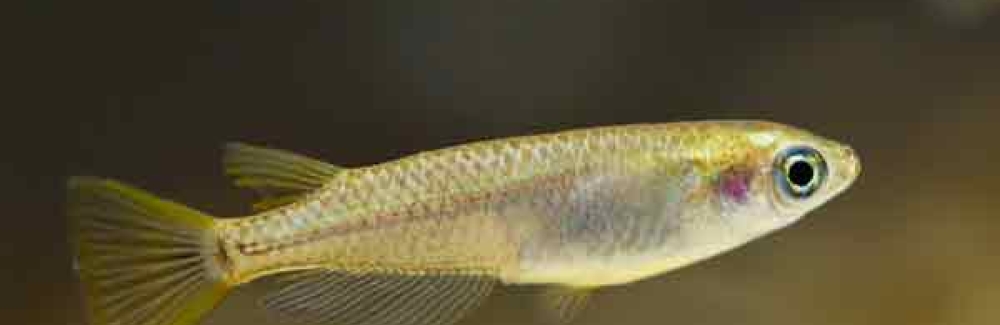 Medaka fish