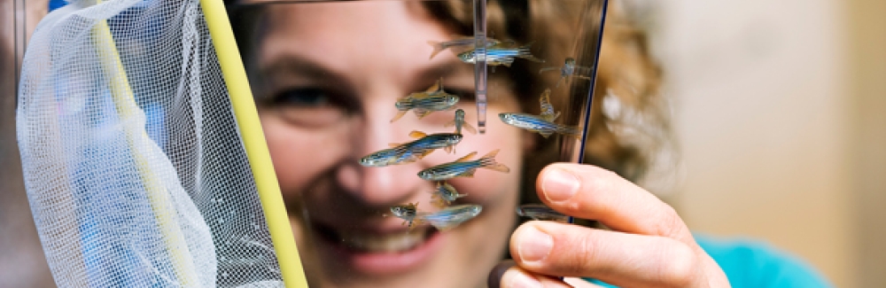 Andrea Pauli working with zebrafish.