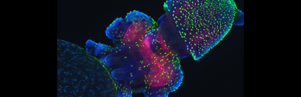 Confocal image of a squid embryo. Nuclei are stained blue, neural structures are red and cilia on the surface of the embryo are stained green.