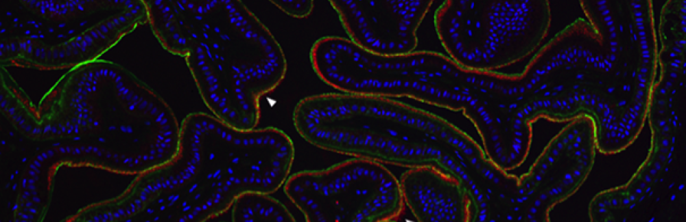 The esophagus of a cuttlefish. Bacteria (red) are in a layer of mucus (green) lining the inside of the esophagus. Cuttlefish cell nuclei are shown in blue.