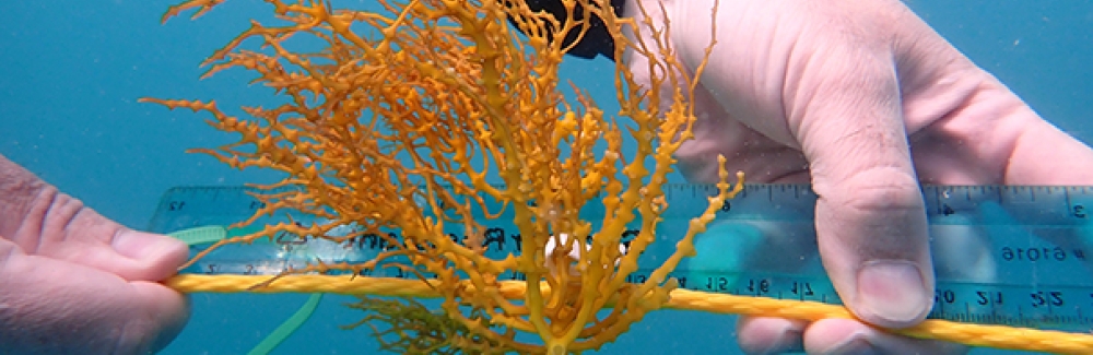 A diver measuring the size of a newly outplanted bunch of Eucheumatopis isiformis, a red seaweed native to the Caribbean.