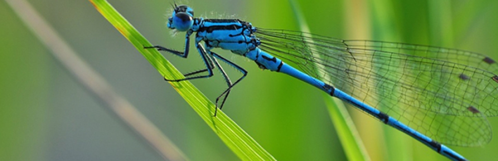 An azure hawker dragonflly