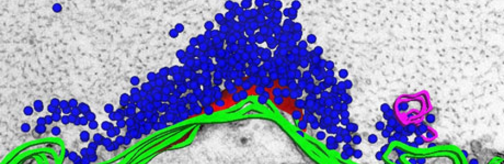 Reconstruction of a lamprey reticulospinal synapse overlaid onto an electron micrograph of the same synapse.